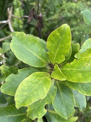 Ilex anomala