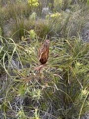 Protea longifolia