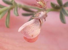 Indigofera sp12
