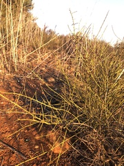 Adolphia californica