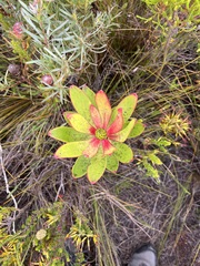 Leucadendron gandogeri