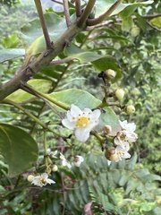 Ilex anomala