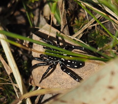 Nyssus albopunctatus