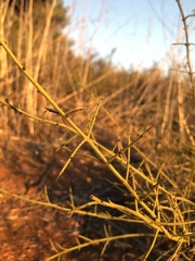 Adolphia californica
