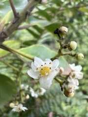 Ilex anomala