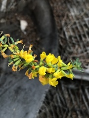 Acmispon glaber glaber