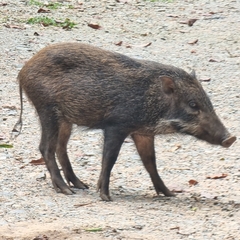 Sus scrofa vittatus