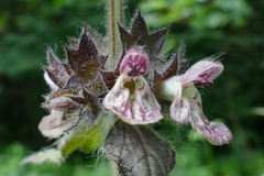 Stachys alpina