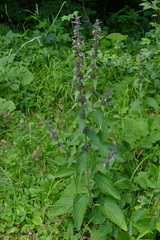Stachys alpina
