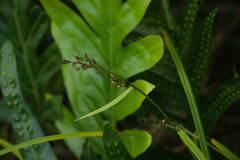 Scleria gaertneri