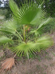 Washingtonia robusta