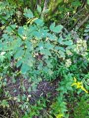 Thalictrum pubescens