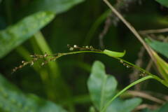 Scleria gaertneri