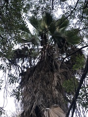 Washingtonia