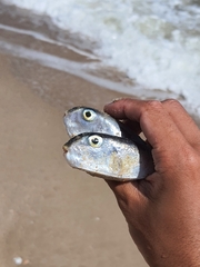 Lagocephalus lunaris