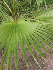 Washingtonia robusta