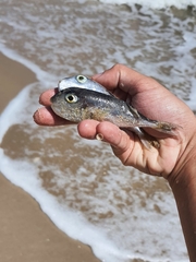 Lagocephalus lunaris