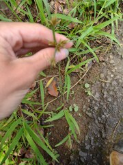 Cyperus polystachyos