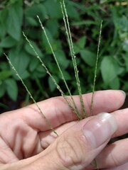 Digitaria violascens