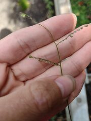 Paspalum mandiocanum