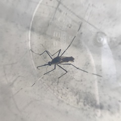 Toxorhynchites speciosus