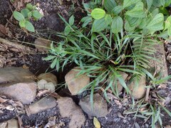 Paspalum mandiocanum