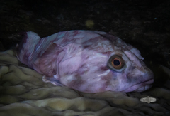 Chorisochismus dentex