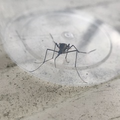 Toxorhynchites speciosus