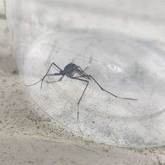 Toxorhynchites speciosus