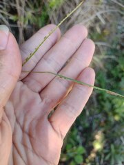 Paspalum scrobiculatum