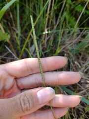 Paspalum scrobiculatum