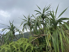 Freycinetia arborea