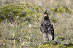 Daptrius carunculatus