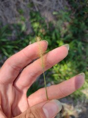 Setaria parviflora