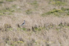 Vanellus resplendens