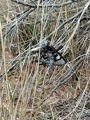 Ogyris subterrestris subterrestris