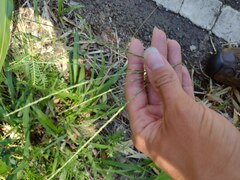 Digitaria ciliaris