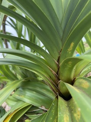 Freycinetia arborea