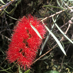 Melaleuca viminalis