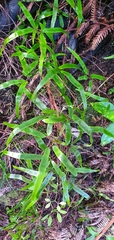 Lygodium articulatum