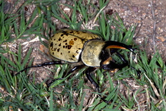 Dynastes grantii