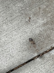 Armadillidium vulgare