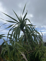 Freycinetia arborea