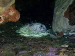 Chorisochismus dentex