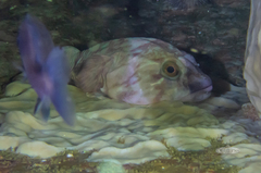 Chorisochismus dentex