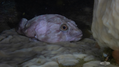 Chorisochismus dentex