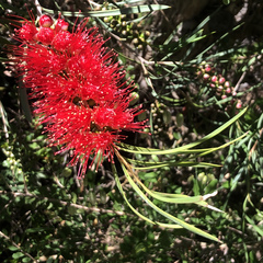 Melaleuca viminalis