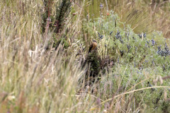 Ochthoeca fumicolor