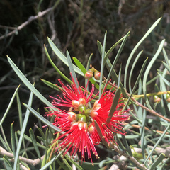 Melaleuca viminalis
