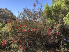 Melaleuca viminalis